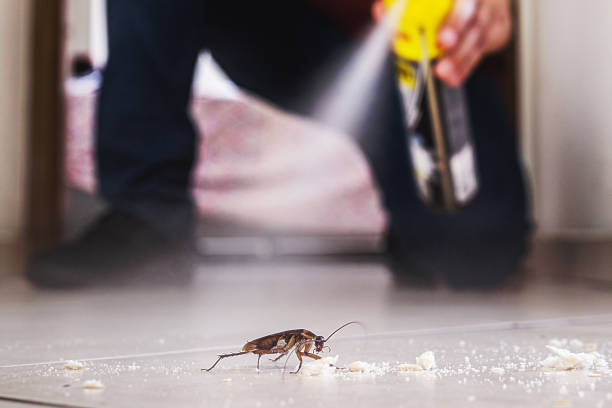 Best Termite Control Services  in San Miguel, CA